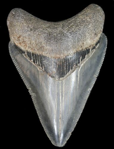 Serrated Juvenile Megalodon Tooth - South Carolina #40632